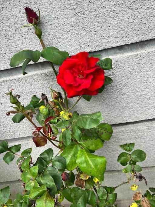 Gite De La Petite Fourmy Saint-Sulpice-les-Feuilles Exterior foto